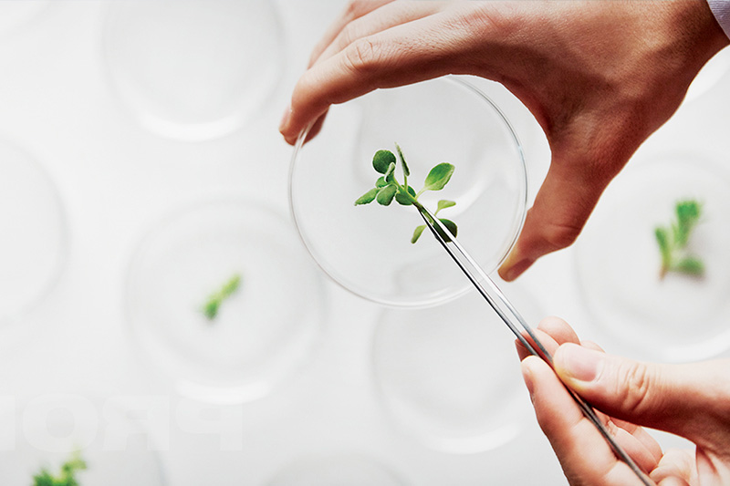 植酸在食品抗氧化、防腐中的應(yīng)用